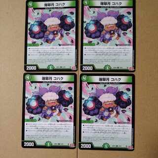 爆翠月 コハク C 74/76