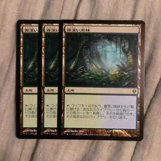 霧深い雨林　３枚