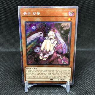 韓国版　カクリヨノチザクラ　エクストラシークレット