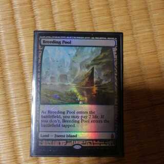 繁殖池　エクスペディション　FOIL