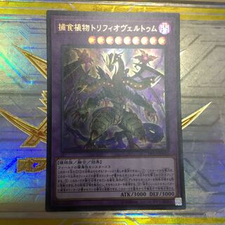 捕食植物トリフィオヴェルトゥム UR