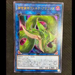 捕食植物ヴェルテ・アナコンダ ウルトラレア JP071