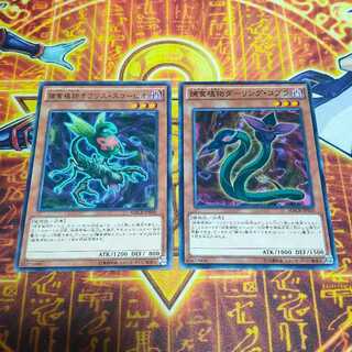 Predaplant Ophrys Scorpio&Prey Upon Plant Darling Cobra 2枚