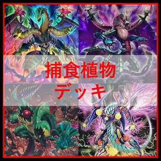 Yu-Gi-Oh Deck Prey Upon Plant Predator Plants Starve [04570]. 1枚