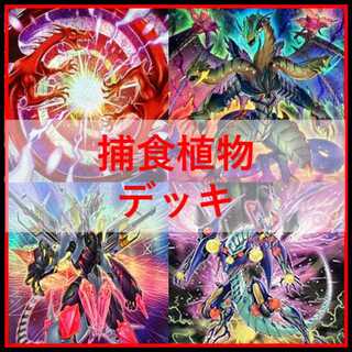 遊戯王　デッキ　捕食植物　プレデター・プランツ　スターヴ　[04645] 1枚