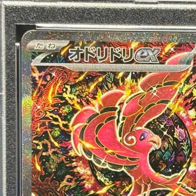 【PSA10】オドリドリex SAR 111/080 1枚