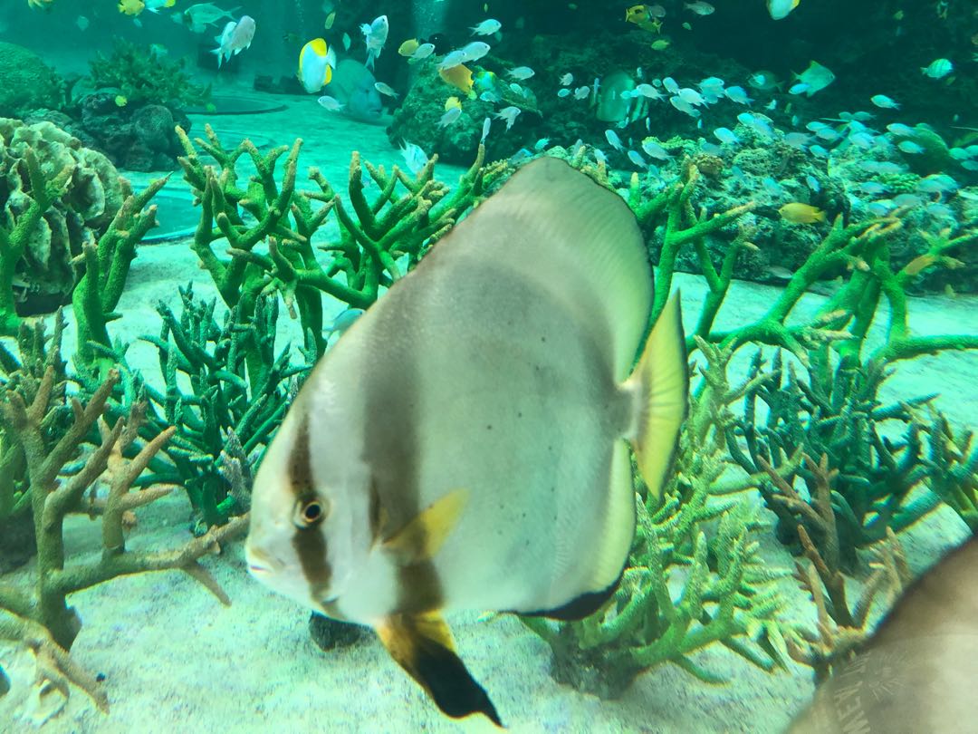 Deck wanted for about 10,000 yen (photo required)