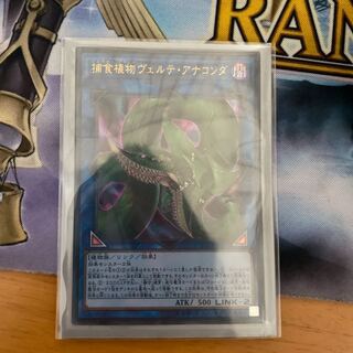 捕食植物ヴェルテ・アナコンダ UR