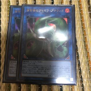 マドレース 捕食植物ヴェルテ・アナコンダ UR 最安値