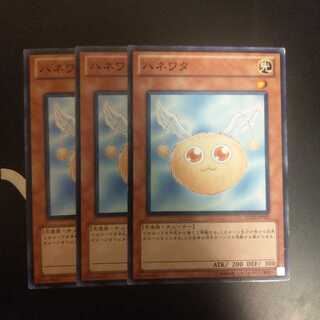 ハネワタ　wstorm