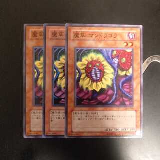 魔草 マンドラゴラ　wstorm