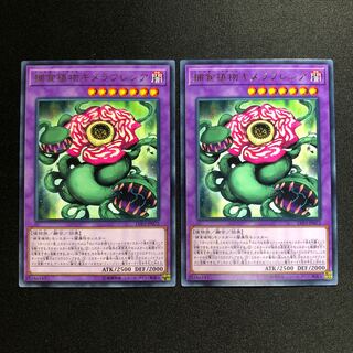 捕食植物キメラフレシア R