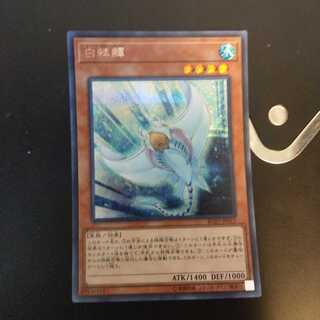 ホワイト・スティングレイ　wstorm