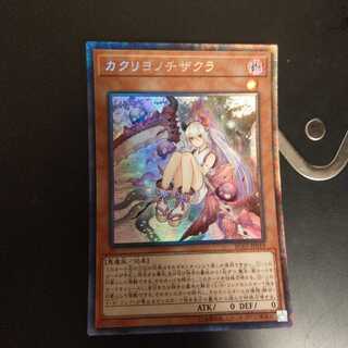 カクリヨノチザクラ CR　wstorm