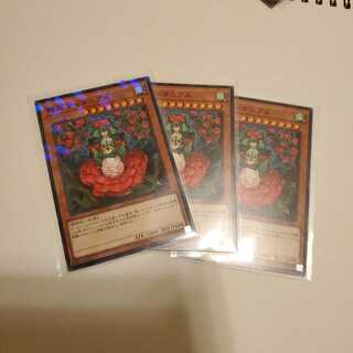 椿姫ティタニアル