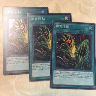 捕食活動3枚セット