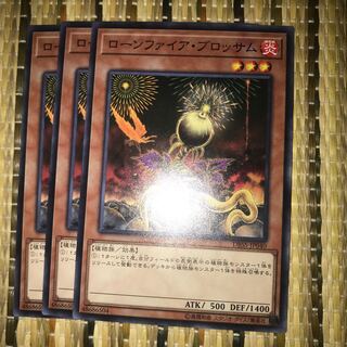 マドレース ローンファイア・ブロッサム N