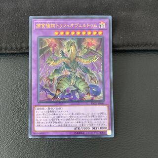 捕食植物トリフィオヴェルトゥム UR