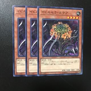 イビルセラ・ルテア N