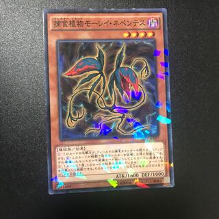 捕食植物モーレイ・ネペンテス P-N