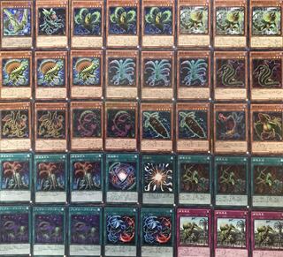 セール　捕食植物　デッキ　40枚＋EX15枚　構築済み