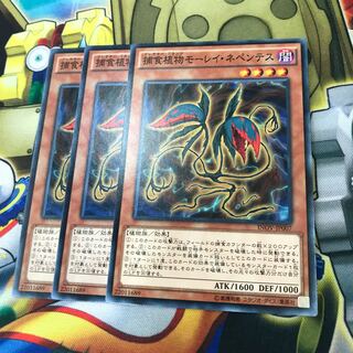 捕食植物モーレイ・ネペンテス　3枚