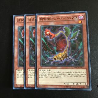 捕食植物コーディセップス N