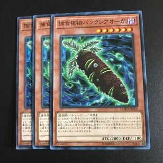 捕食植物パンクシアオーガ N