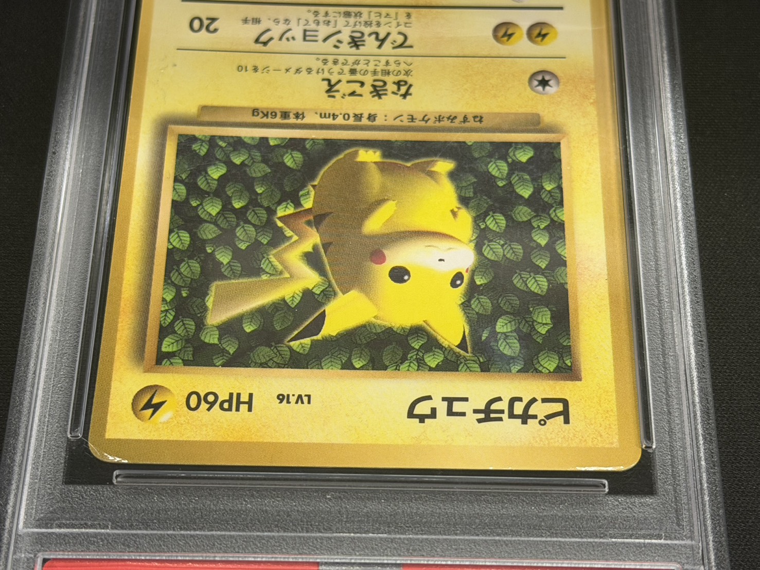 PSA5鑑定済〕ピカチュウ LV.16(光沢あり/Ken Sugimori)【-】{旧裏} 1の