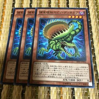 マドレース 捕食植物スピノ・ディオネア N