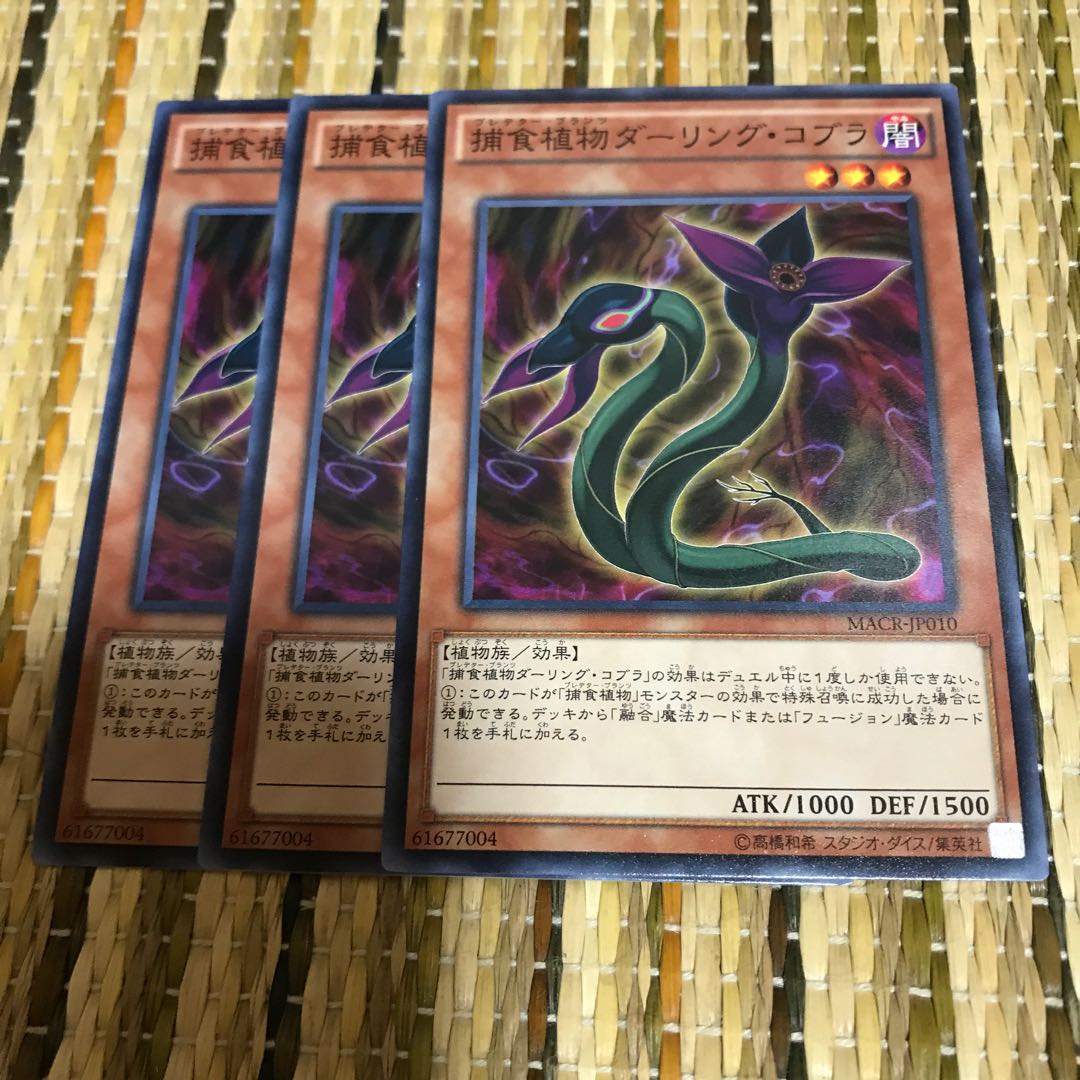 マドレース 捕食植物ダーリング・コブラ N