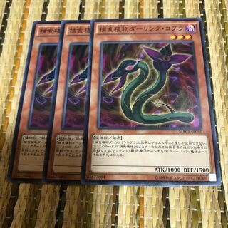 マドレース 捕食植物ダーリング・コブラ N