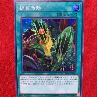 捕食活動 スーパー