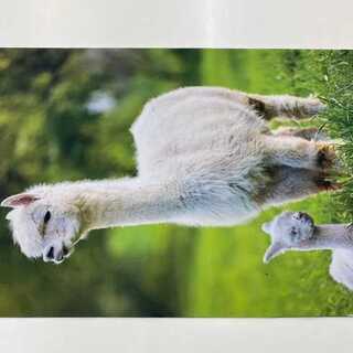 pluSmash!Alpaca rubber playmat 35x60cm [new, never opened].