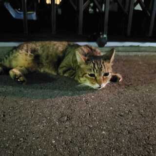 サイゾウミスト3枚