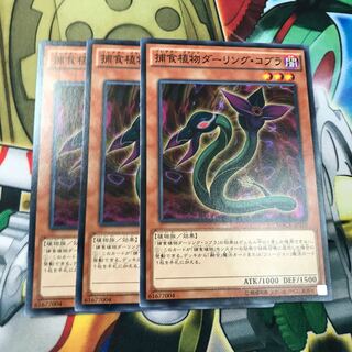 捕食植物ダーリング・コブラ　3枚