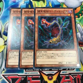 捕食植物コーディセップス　3枚