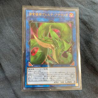 15:00までの購入で当日発送 ヴェルテアナコンダ