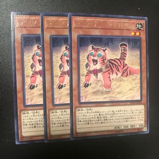 アマゾネスペット仔虎 R