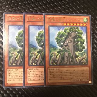 森羅の賢樹 シャーマン R