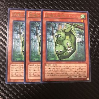 森羅の実張り ピース R