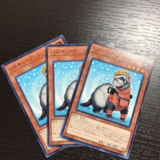 レスキューフェレット