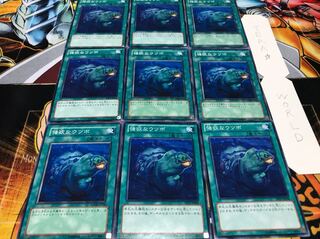 Forceful moray eel, normal, set of 9, Terra.