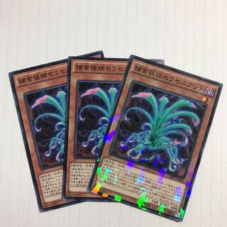 捕食植物セラセニアント