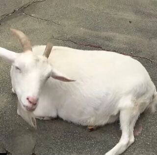 つったんさん専用