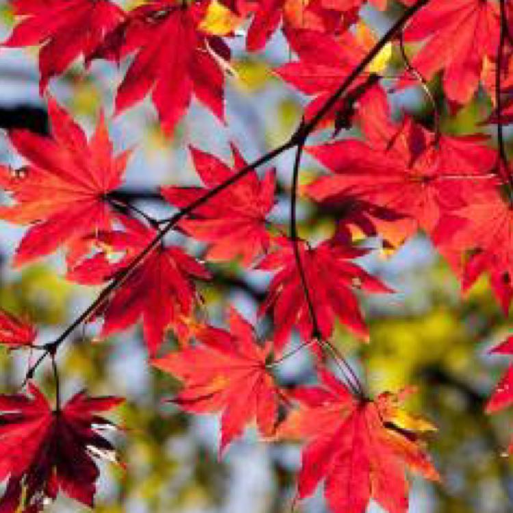 アハス様専用 サソリスレイジ