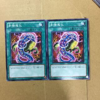 多様進化　２枚