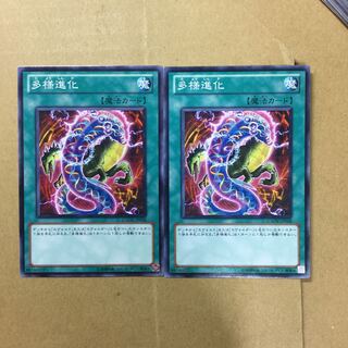 多様進化　２枚