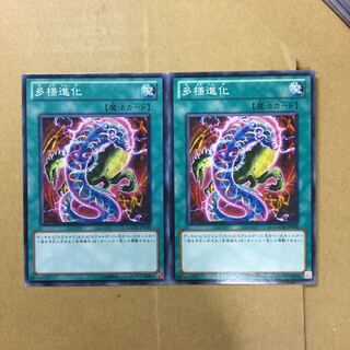 多様進化　２枚