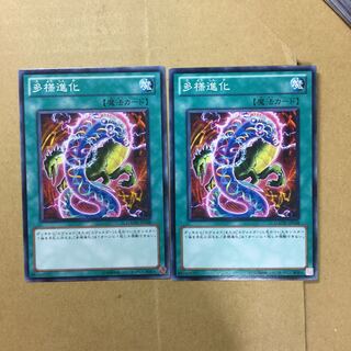 多様進化　２枚